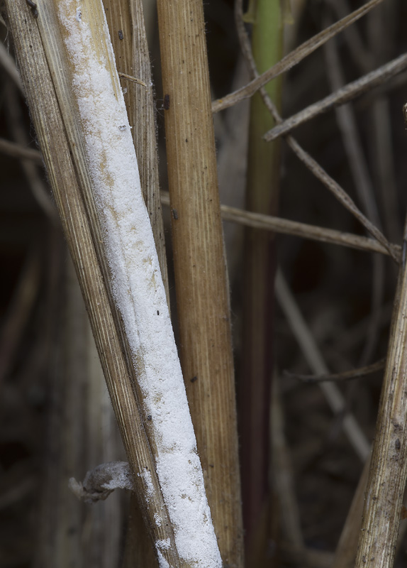 Lyomyces sambuci